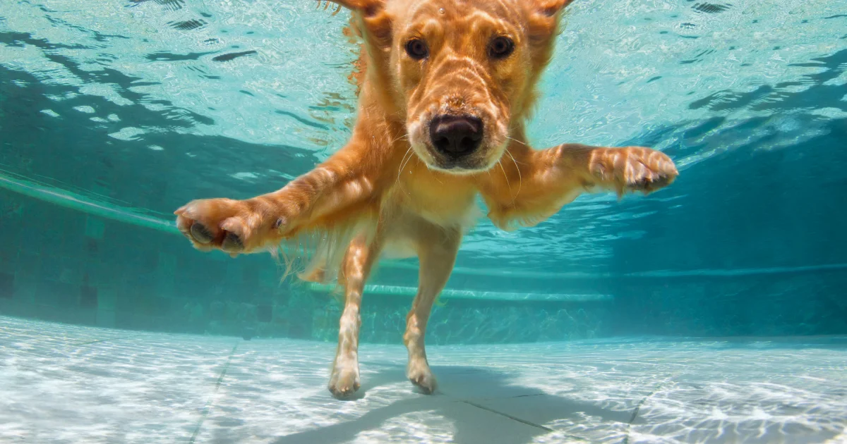 Dog swimming under water
